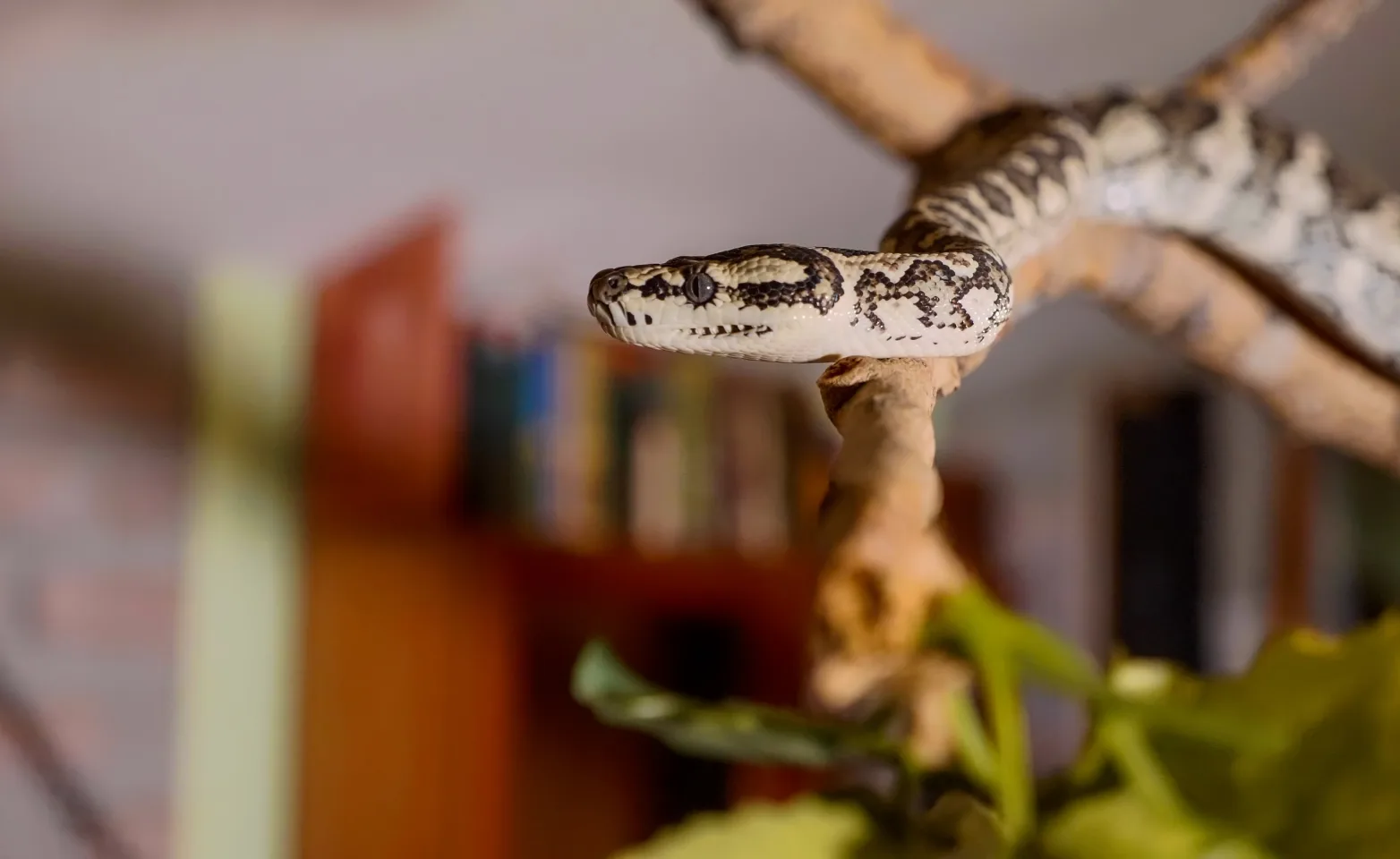 Snake sitting on a branch inside a room